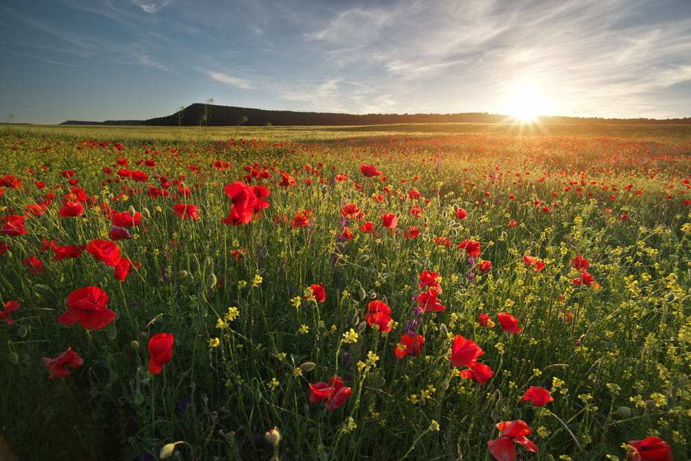 Blühendes Mohnfeld mit roten Mohnblumen und grünem Gras, im Hintergrund ein Sonnenuntergang.